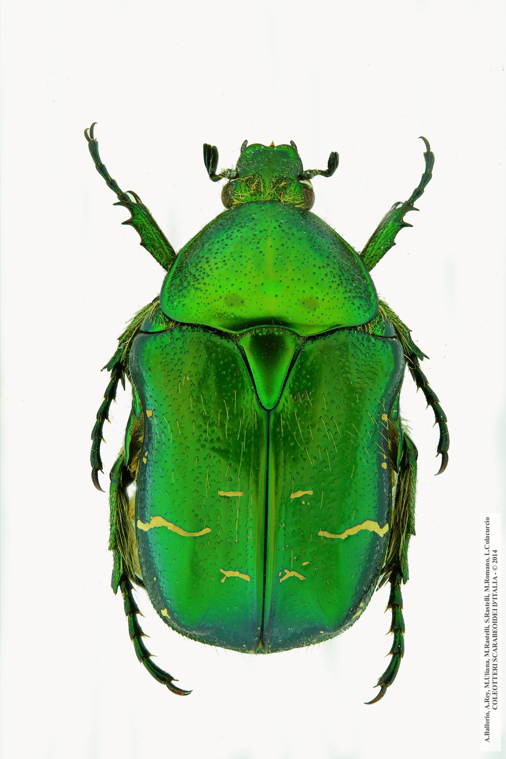 Cetonia aurata pisana